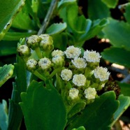 Psiadia retusa. la salière. la saliette.( inflorescence ) asteraceae. endémique Réunion..jpeg
